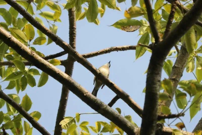 “各位聽眾下午好，歡迎收聽FM105.90”