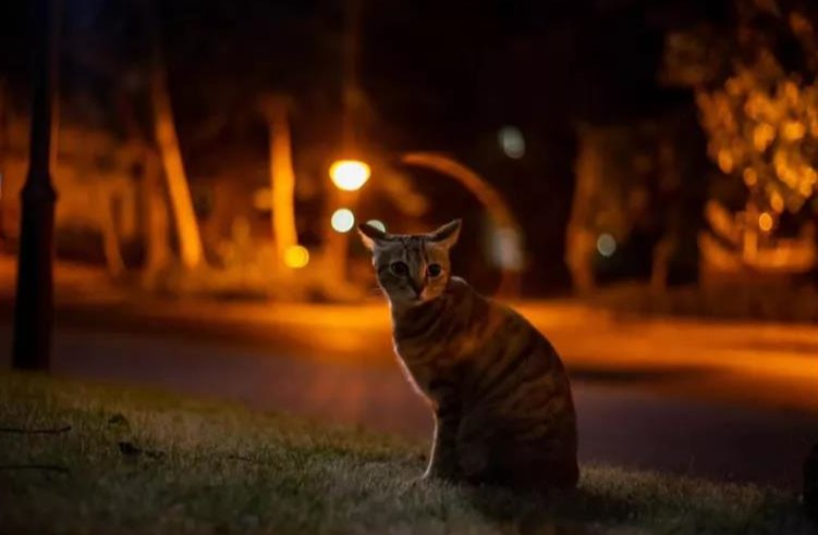 《當代SZUer吸貓實錄》